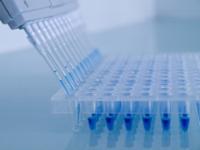 in vitro assay