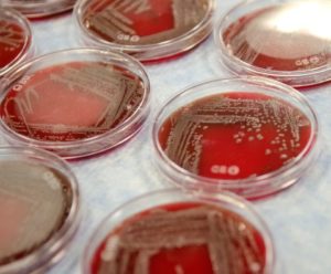 Translating in vitro results into in vivo success