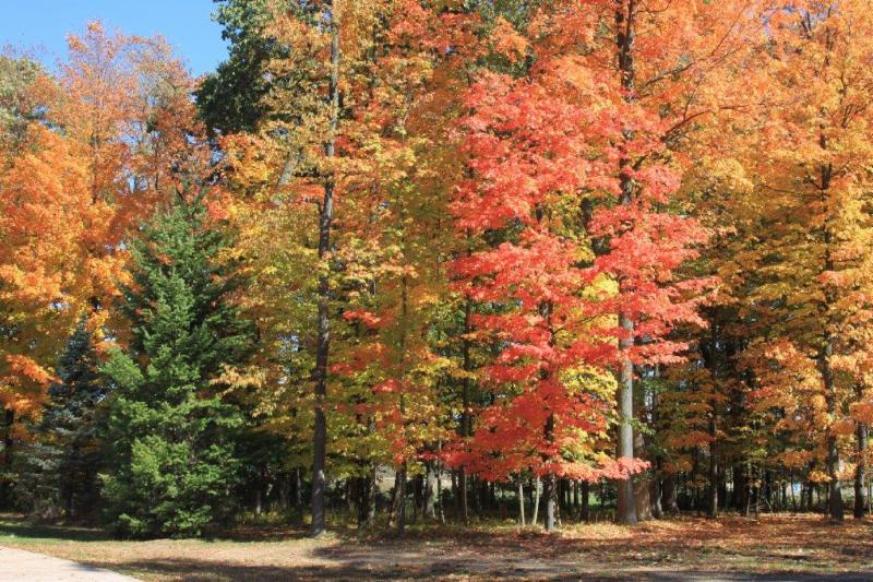 fall leaves at transpharm