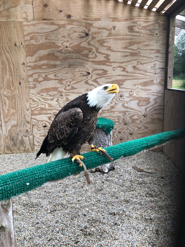 eagle