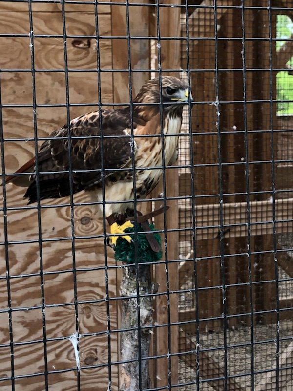 hawk